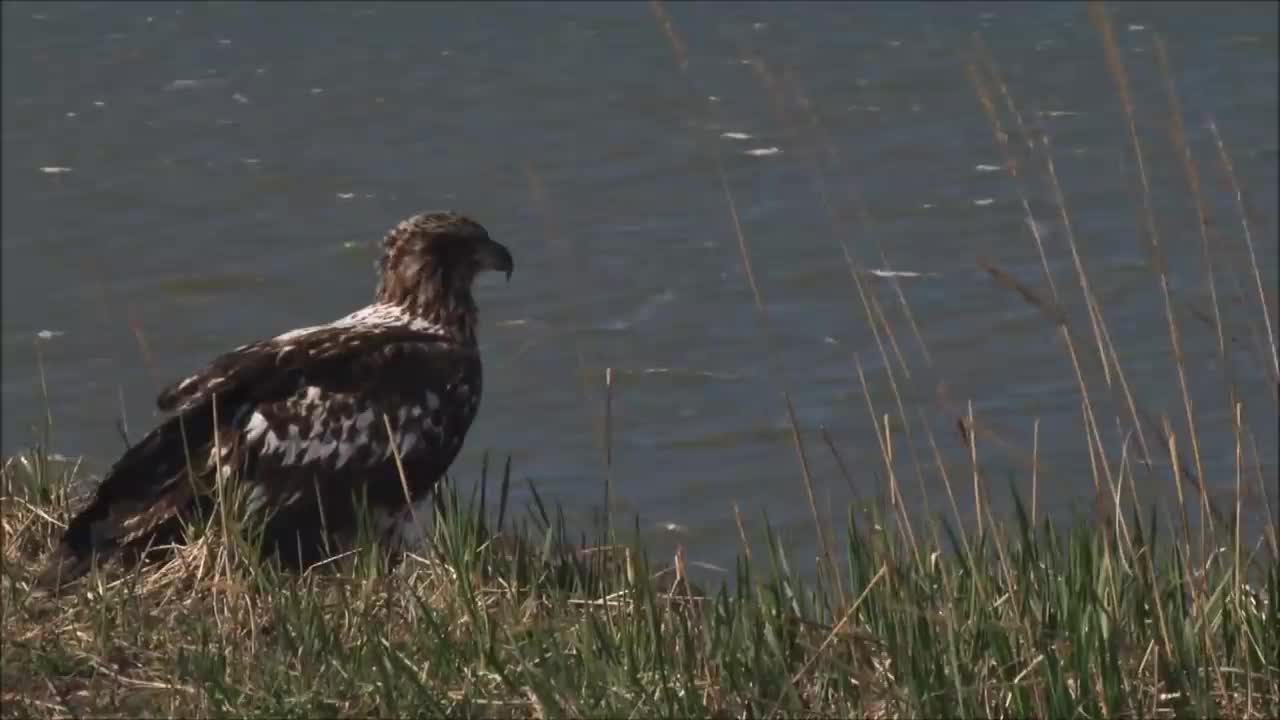 All About Bald Eagles for Kids: Animal Videos for Children - FreeSchool