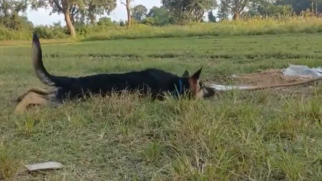 sleepingonGermanshepherdtiger