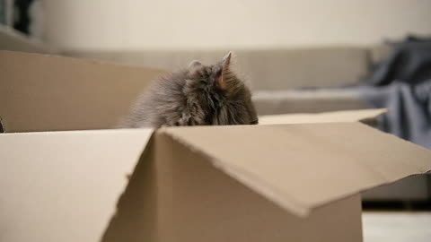 Adorable Cat Sitting Inside A Cardboard Box And Then Jumping Onto Sofa