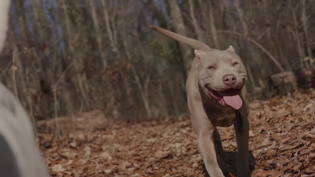 Pitbulls Running in a Park