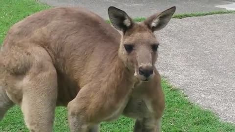 Big Friendly Kangaroo