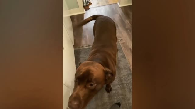 Funniest Animals Video - Funny Dogs And Cats 2022