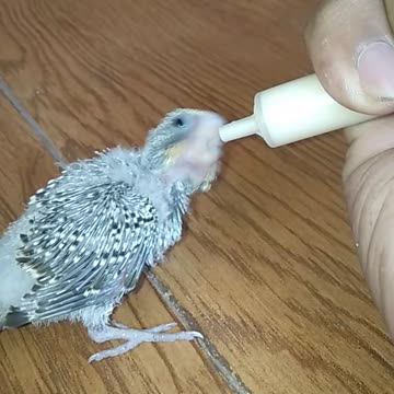 Handfeeding lovebird with cerelac [Buddy]