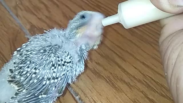 Handfeeding lovebird with cerelac [Buddy]