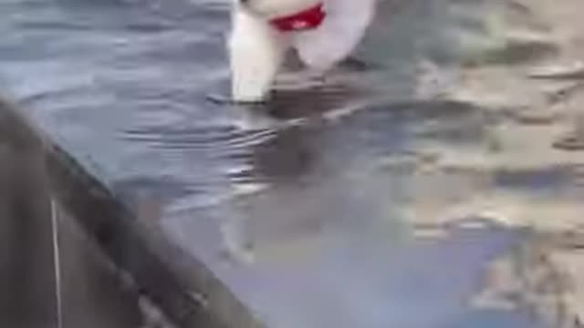 Funny animals