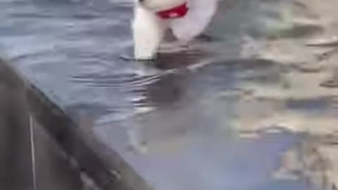 Funny animals