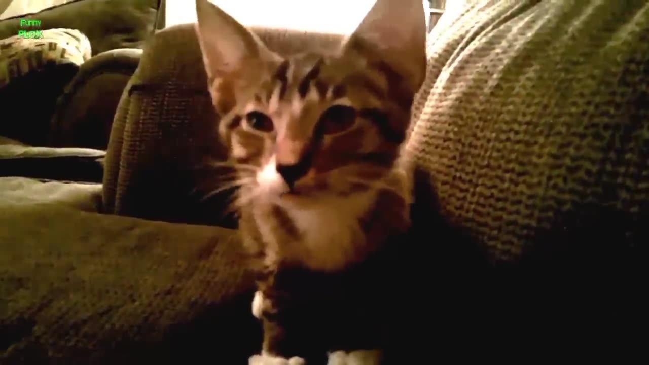 Beautiful cat