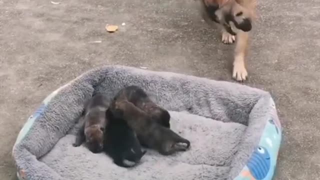 cute & funny dog -funny dog #shorts