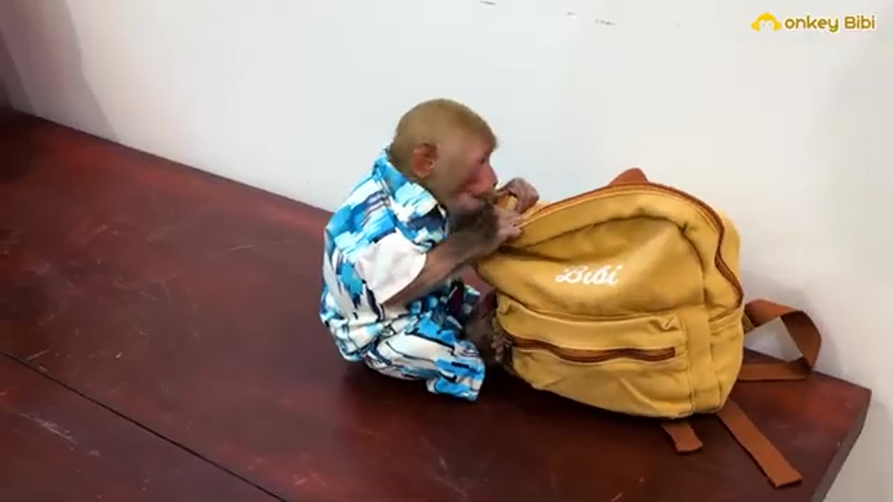 Babi monkey the help of dad the amazing video for wathing