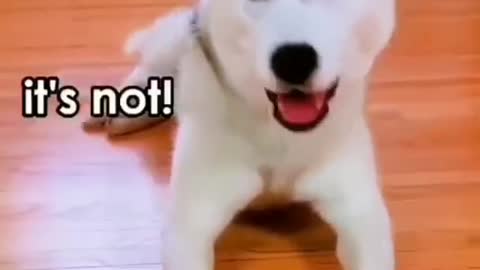 dog traning tips