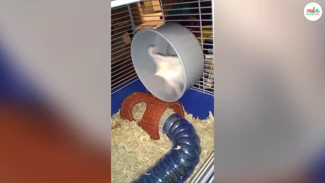 Funny Animal Compilation 2023ЁЯШ║ЁЯШН | The Strangest & Most Outrageous Pets | Cleaver Pets COOLEST Animal