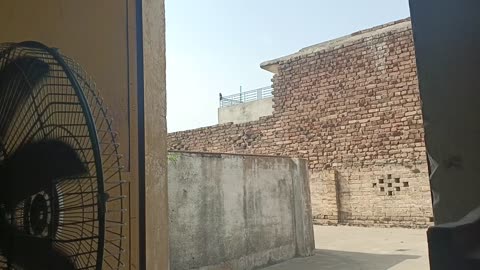 سخت گرمی میں بھی باز کا شکار | باز کے شکار کا بسیرا 🪶 | روز اسی جگہ سردی گرمی | #jdstudio #subscribe