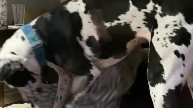 THE GREAT DANE Dog Video 79 - Great Dane Compilation - Tallest Dog in The World