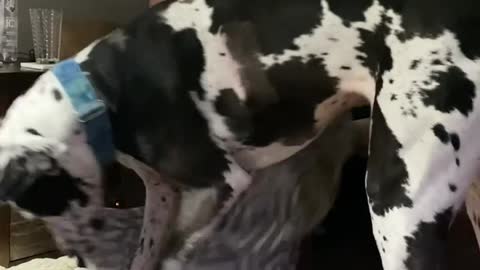 THE GREAT DANE Dog Video 79 - Great Dane Compilation - Tallest Dog in The World