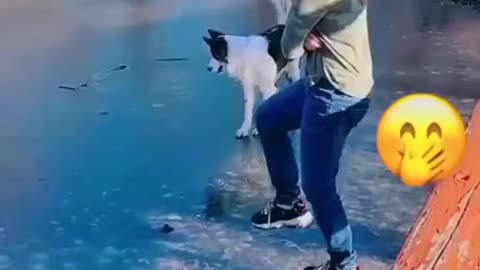 Pets Funny videos