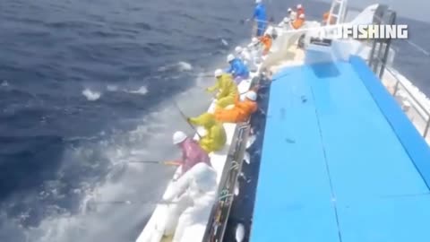 fastest tuna fishing skill part 02