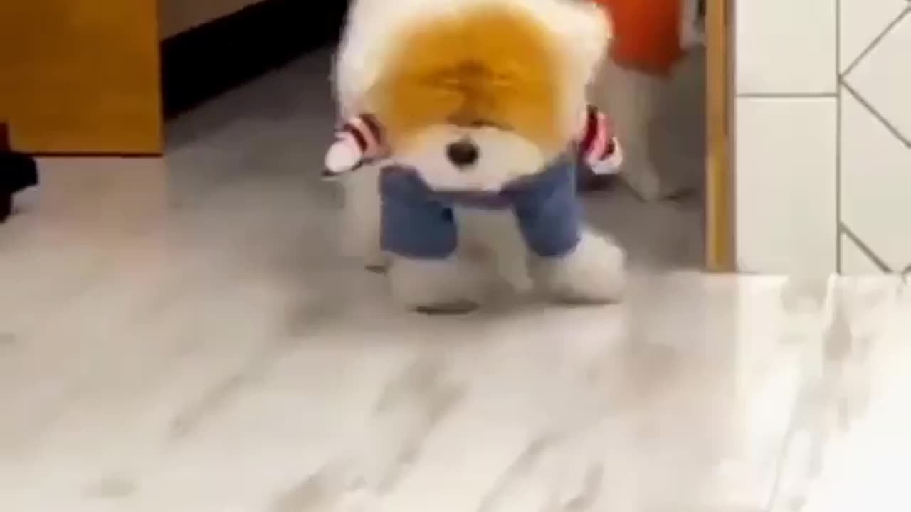 Let's Dance funny animal video