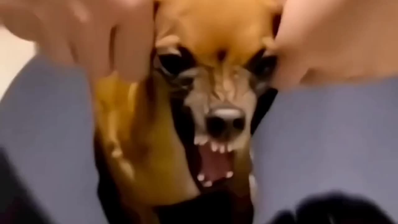 Angree animal dog