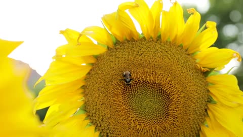 Beautiful and attractive sunflowers.