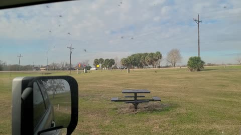 Mosquitoes at Port Arthur