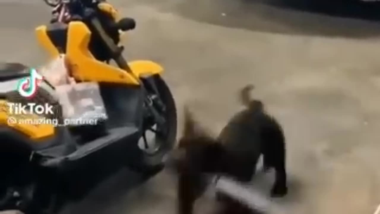 Funny animal dog