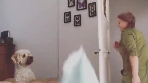 Do magic tricks for the puppy