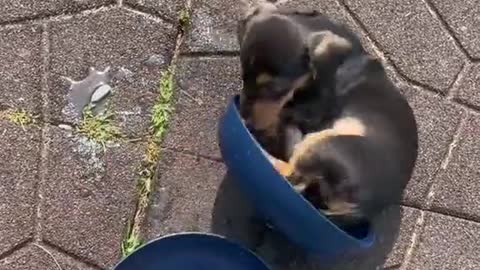 Puppy Curls Up in Water Bowl
