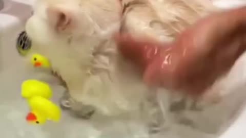 Funny cat bathing🥰😍