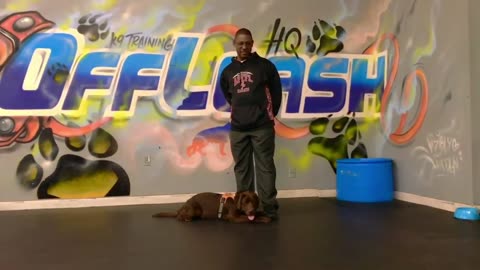 6 Month Old English Lab Samson English Lab Dog training