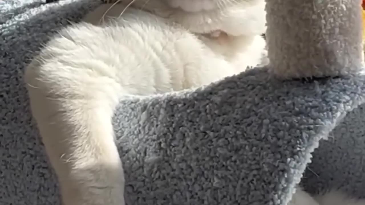 LOL, Super Funny Cute Cats Videos Best Moments of Cats Shorts πΊππ