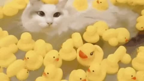 Cute Cat Gif