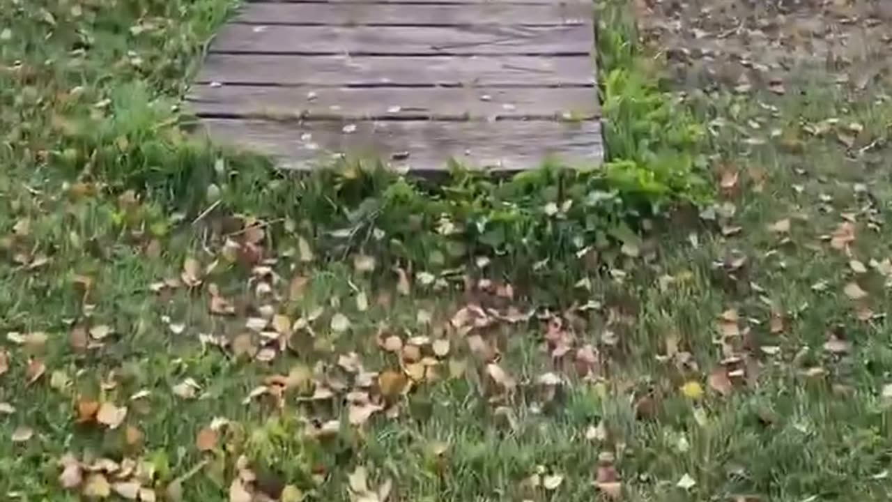 🐶: “hey you gotta see this”