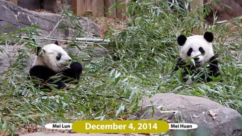 Mei Lun and Mei Huan - Over 3 Years at Zoo Atlanta
