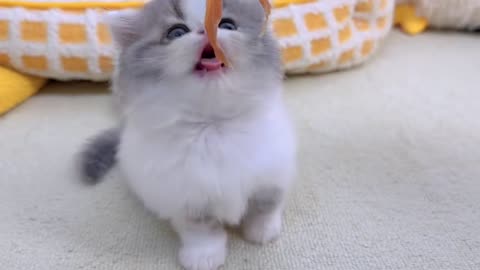 Kitty eats salmon!