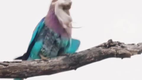 bird