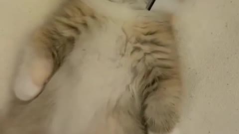 Cat the comb