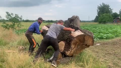 Cutting and utilization around oak stump