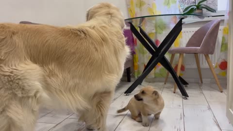 Puppy Confused that Golden Retriever hates kisses