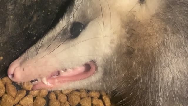 Dramatic Opossum Plays Dead in the Dinner Bowl
