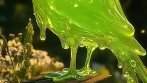 Birds + Liquids