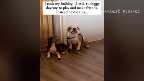 Animals