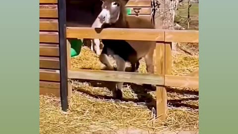 Cat @ Dog funny Video