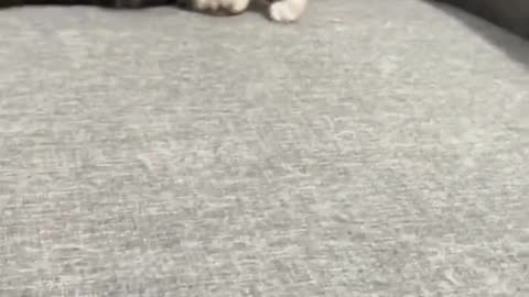 CAT DOING FUN