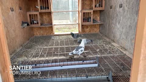 The Frightening Affect of Climate Change on Pigeon