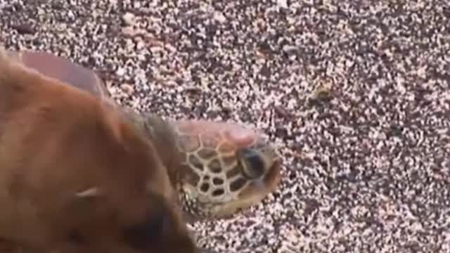 taking an uber in the animal world