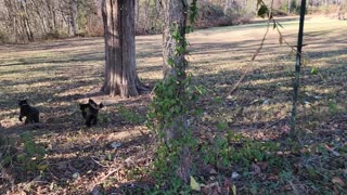 BLACK CATS PLAYING in the FALL LEAVES