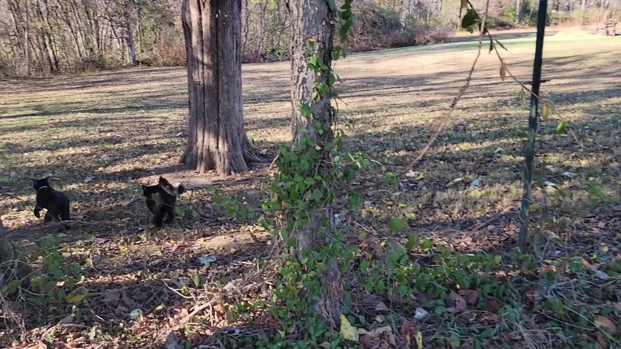 BLACK CATS PLAYING in the FALL LEAVES