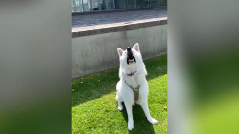 Free! 🔥🔥🔥 black German Shepherd- puppy for adoption Adopt this puppy if you are true dog lover SPF