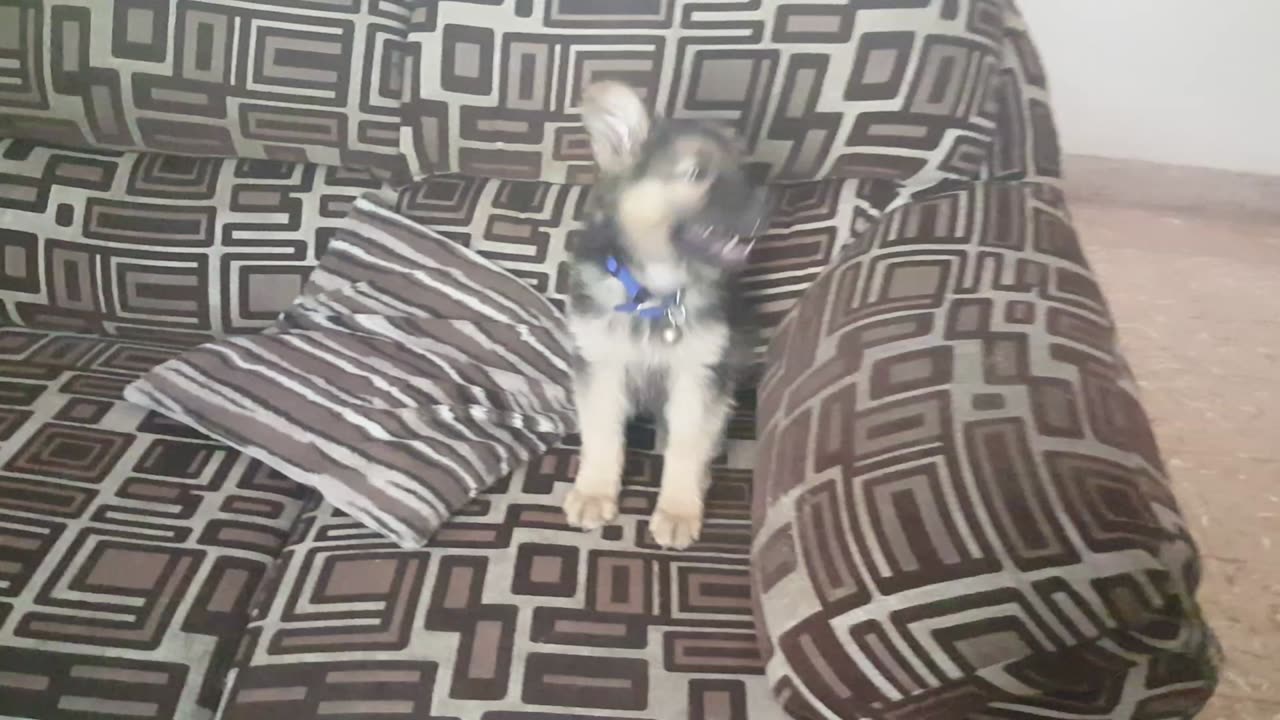 Tizan trying to get down from couch