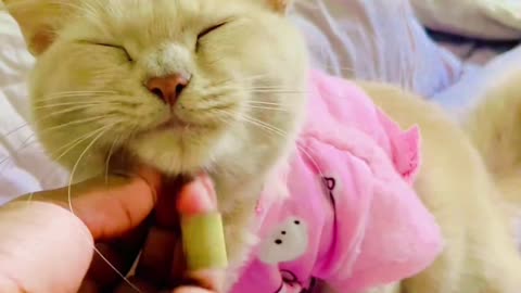 This cat is very cute 🥰